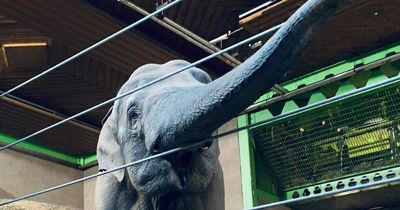 Belfast Zoo to 'phase out' elephants from animal collection
