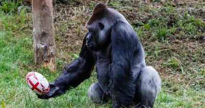 Britain's oldest silverback gorilla celebrates 40th birthday with cake and gifts