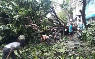 Rain brings relief from heat; trees uprooted at 12 locations