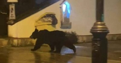 Mischievous bear walks nearly 100 miles to town where he was chased away from