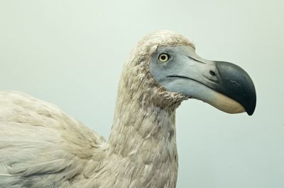Scientists think they can “Jurassic Park” the dodo
