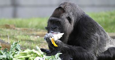 World's oldest gorilla celebrates turning 65 by tucking into tasty treat