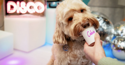 Glasgow Doodle Disco dog cafe coming to Scotland for first time this summer