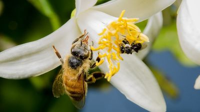Law allowing honey bees to stay in Queensland's national parks set to pass