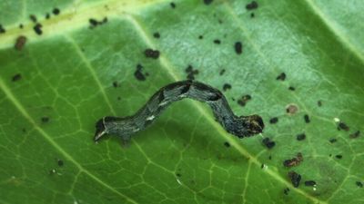 Mango shoot looper pest detected in NT for first time, putting fruit industry on alert