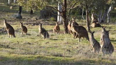 ACT government to use contraceptives to control kangaroo population, though shooting culls will continue