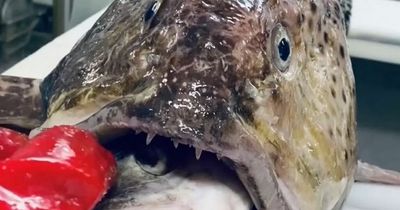 Stunned fisherman discovers fish inside the mouth of another in unusual discovery