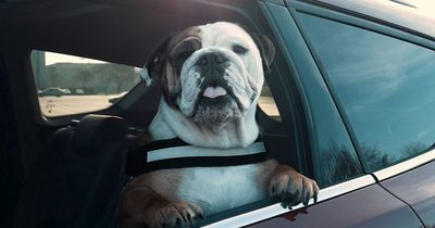 You could be fined £5,000 for driving with your pet in the car