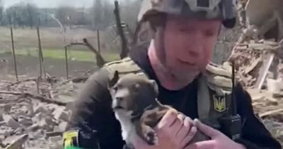 Puppy dug out of rubble after Russian attack before being reunited with owner
