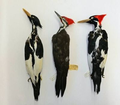 Researchers claim to have sighted the ivory-billed woodpecker, not seen since 1944