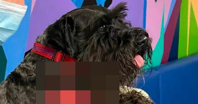 Puppy suffers horrific injuries in 'traumatising' beach attack from larger dog