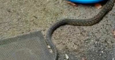 Terrifying moment bullsnake, known to eat rattlesnakes, confronts unsuspecting family