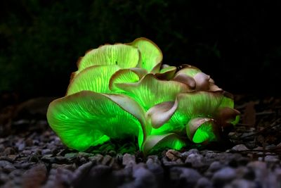 Are mushrooms talking to each other?