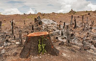Research: How deforestation drives climate change?