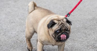 Warning sent to anyone with a Pug or French Bulldog