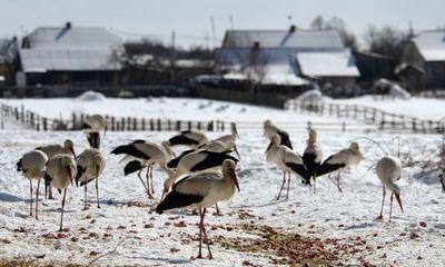 Country diary: To Ukrainians, the storks’ return is a glimmer of hope