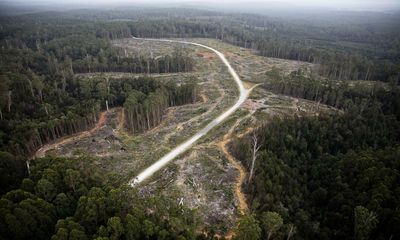 Coalition’s $220m pledge for native forestry ‘bad news’ for threatened species, conservationists say