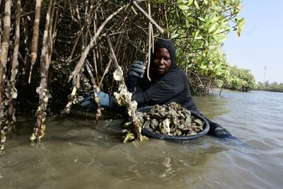 Senegal eyes economic boom in oyster farming