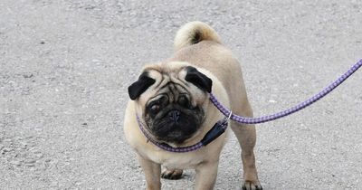 Dog-lovers speak out in favour of banning 'barbaric' and 'horrendous' breeding of Pugs and French Bulldogs