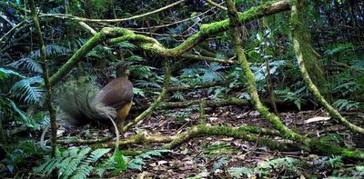 Listen to the Albert’s lyrebird: the best performer you’ve never heard of