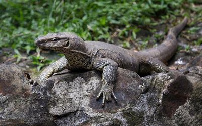 Bengal monitor lizard allegedly gang-raped in Maharashtra forest; four held