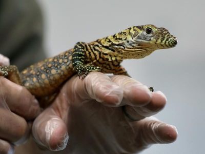 First komodo dragons hatch at Aussie zoo