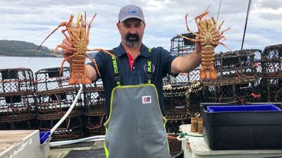 'I've had enough': Fishers struggle as lobster 'nearly as cheap as chocolate'