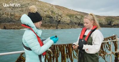 Ruth Dodsworth's reaction after eating freshly harvested Welsh seaweed on Coast and Country