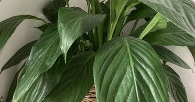 B&Q £6 plant that will make sure no mould ever grows in your house or flat