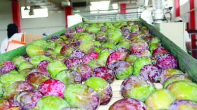 Saudi Arabia Amends Import Licenses for Fruits, Vegetables