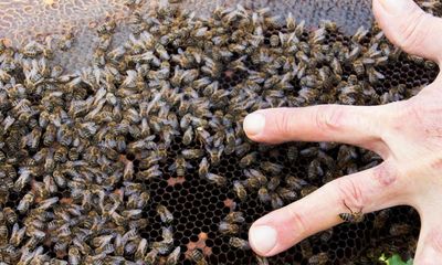 ‘I dream of bees’: one boy’s encounter with a swarm in Sicily led to a lifetime’s devotion