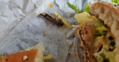 'I ordered a McDonald’s burger to cure my hangover but found a giant furry BUG inside'