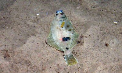 UK’s largest sandbank given protection from bottom trawling