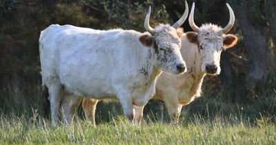 See ancient wild cattle in grounds of 'haunted' Northumberland castle from Friday - here's how