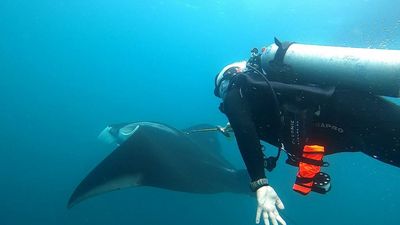 Galapagos Experts Tag 10 Manta Rays To Establish Migration Patterns
