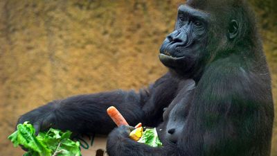 Surprise Party For Gorillas In Spanish Zoo