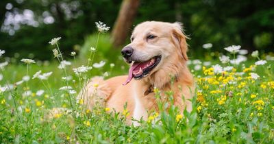Dogs suffer from hay fever too - how to prevent them from getting sick