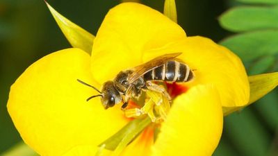 Life On Earth: Bee Diversity Vital For Healthy Ecosystems