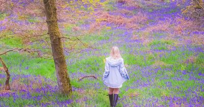 The magical bluebell wood in Scotland that hides very sinister folklore