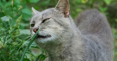 Signs of hay fever in cats and dogs and how to treat it