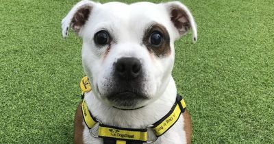Cedrick the Staffie up for adoption at West Lothian Dogs Trust