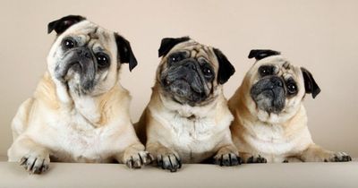 Should pugs and French Bulldogs be banned dog breeds? Take our survey