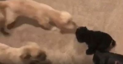 Adorable dogs' desperate mission to rescue toy puppy from evil vacuum cleaner