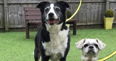 West Lothian animal welfare experts appeal for home for best pals