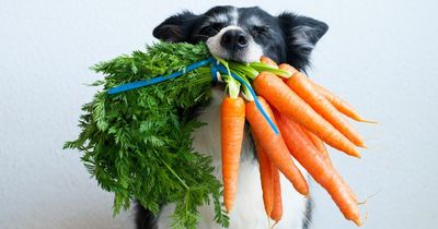 Dogs should go vegan with carrots and broccoli healthier than meat, study reveals