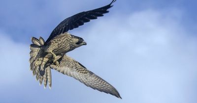 Injured peregrine falcon trapped inside city centre skyscraper 48 storeys up saved by RSPCA