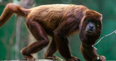 Dublin Zoo welcomes new species just in time for Easter holidays