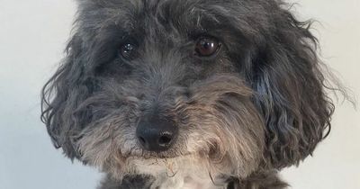 Poodle who ate Easter egg rushed to vets with £1k bill as dog owners warned of chocolate
