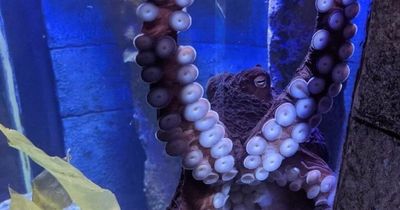 'Adored' Bristol Aquarium octopus known as DJ dies