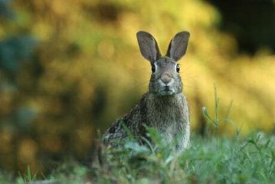 RSPCA warns against Easter bunny impulse buys after facing influx